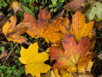 Bunte Ahornblätter am Waldrand